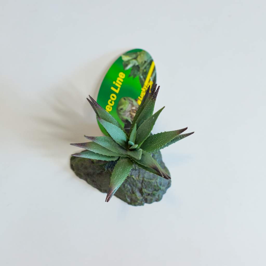Lucky Reptile Tiger Aloe